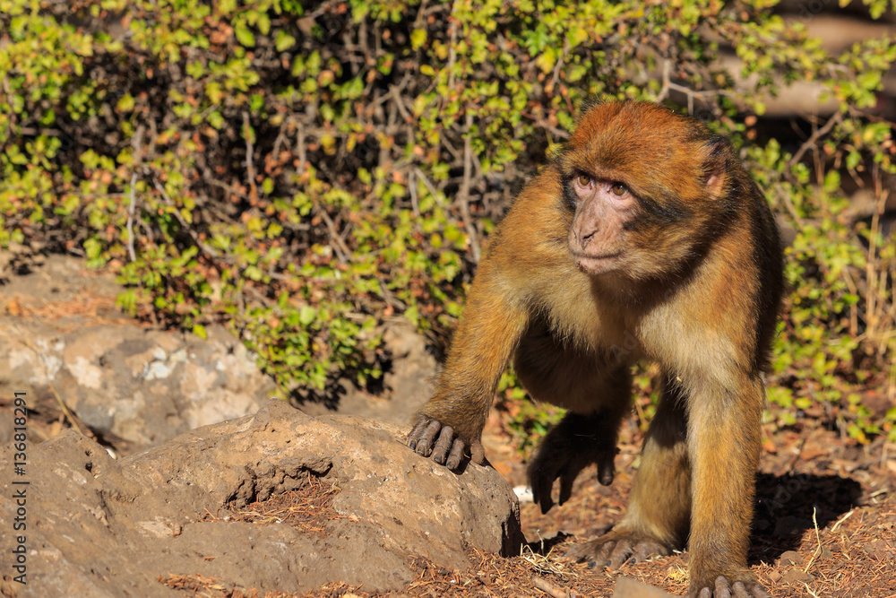 Fototapeta premium Barbary macaque seen in close up
