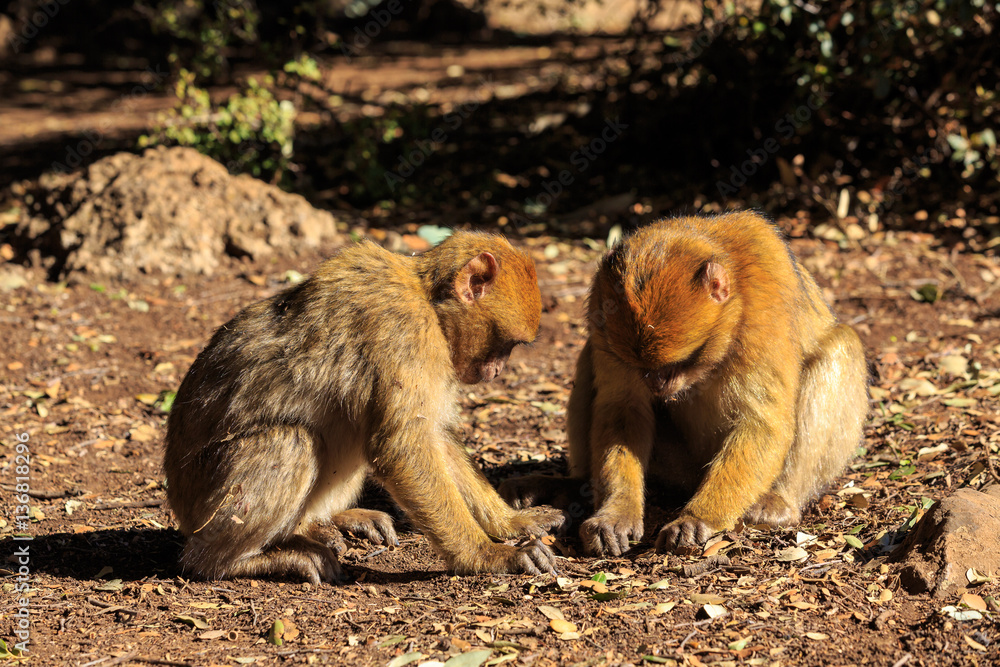 Fototapeta premium Barbary macaque couple sitting on the ground
