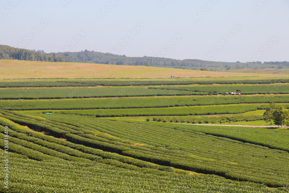 green tea farm with blue sky background - selective focus.