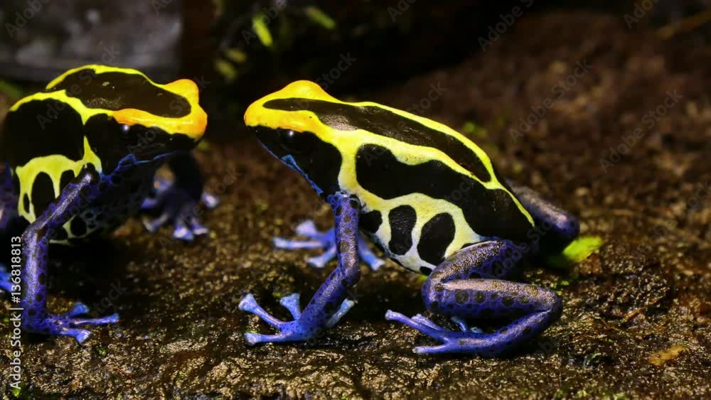 Blue and Yellow Poison Dart Frog Couple. These amphibians are known as