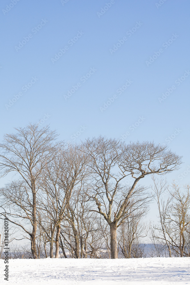 Several elm trees without leaves in winter against a blue sky Several elm trees without leaves in winter against a blue sky