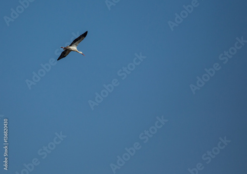 Storks on a field and in the air in spring