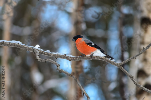 Red bird - Bullfinch (gimpel) sitting on a branch covered with ice in winter forest.