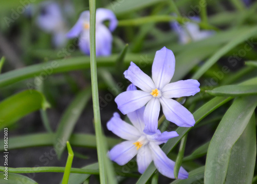 Blue-eye grass flower photo