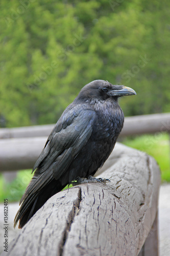 Raven at Yellowstone National Park