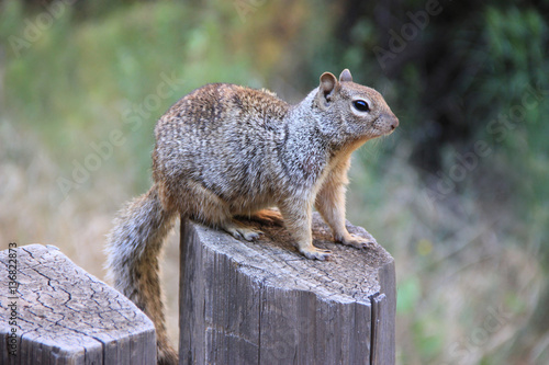 Εκτύπωση καμβά Squirrel at Zion National Park