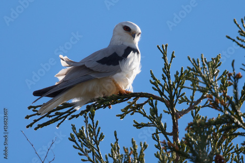 White-tailed kite on a branch, in the wild