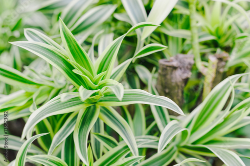 Dracaena Background, The leaves are beautiful detail. 