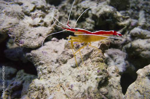  Indo-Pacific white banded cleaner shrimp (Lysmata amboinensis) on a background of stones. photo