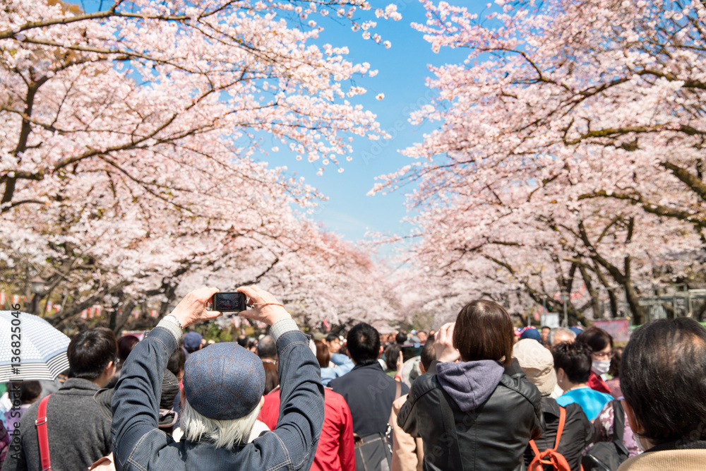 Naklejka premium Japoński kwiat wiśni w parku Ueno