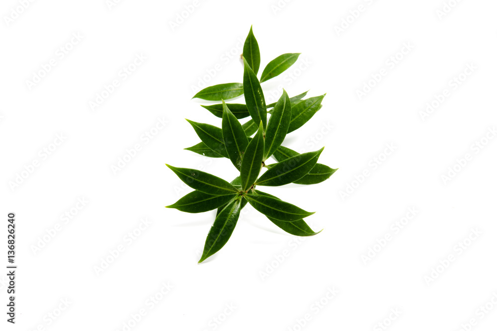 leaves  isolated on a white background