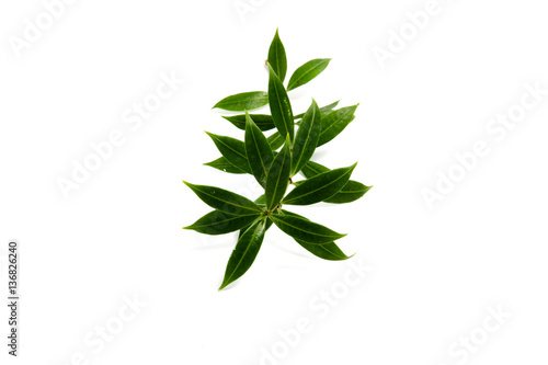 leaves  isolated on a white background