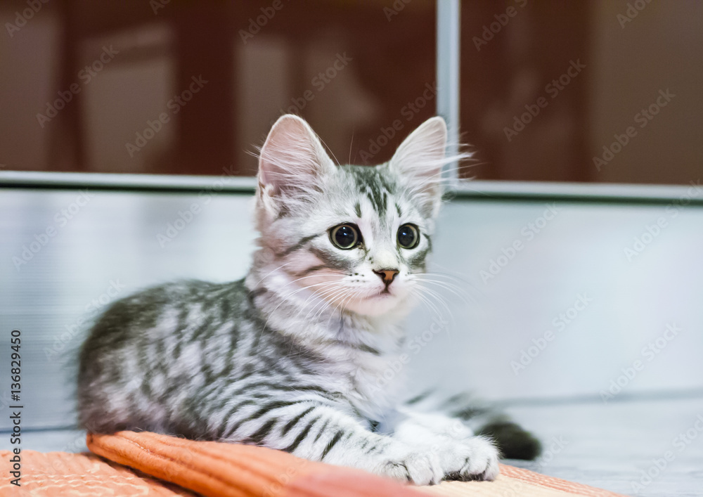 little silver cat, siberian breed