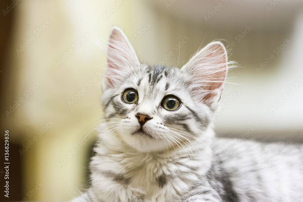 little silver cat, siberian breed little silver cat, siberian breed