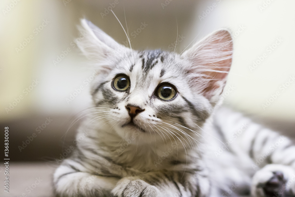 little silver cat, siberian breed
