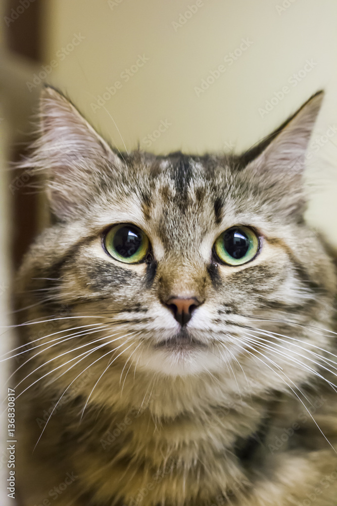 male cat of siberian breed, brown with white version male cat of siberian breed, brown with white version