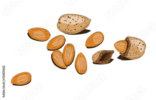 almond nut vector illustration on white background. Nutty Is really healthy food, include many protein and vitamins. Nuts and chocolates give a lot energy.
Vegetarians eat a lot of nuts