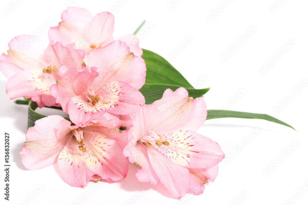 small bouquet of alstroemeria on a white background small bouquet of alstroemeria on a white background