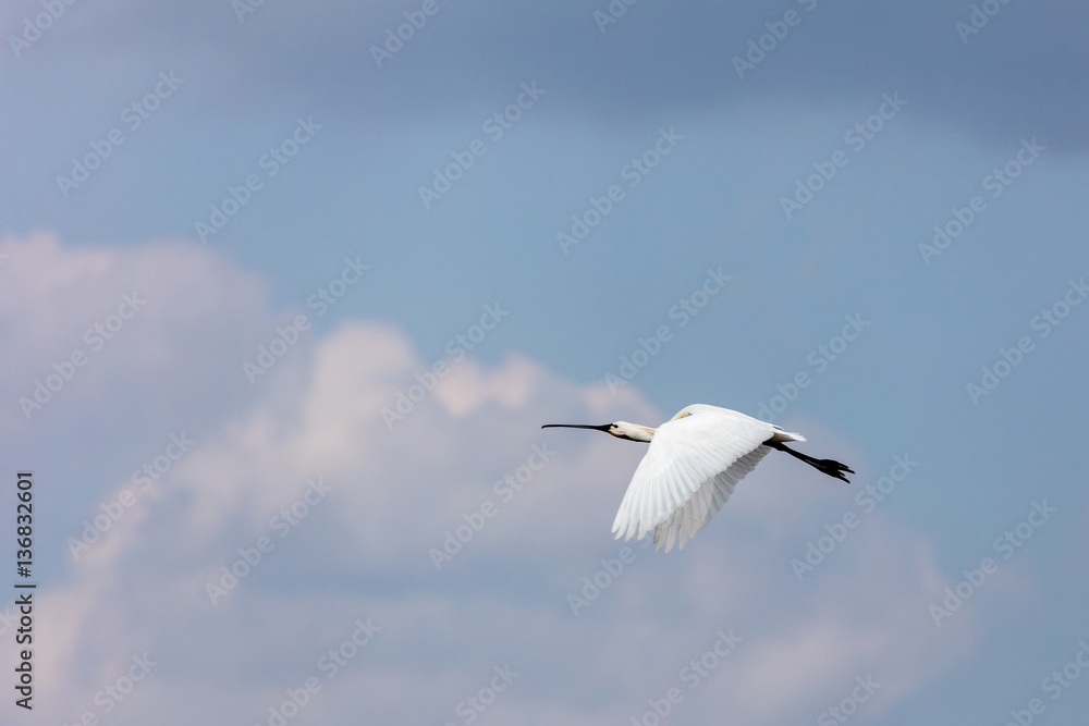 Eurasian spoonbill in flight Eurasian spoonbill in flight