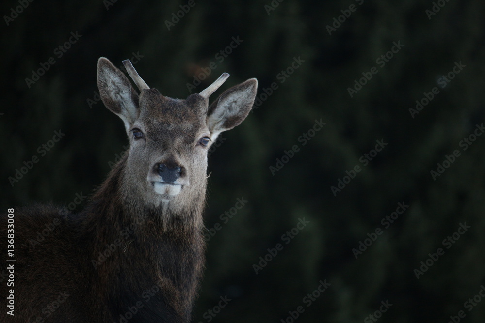 Dark Deer