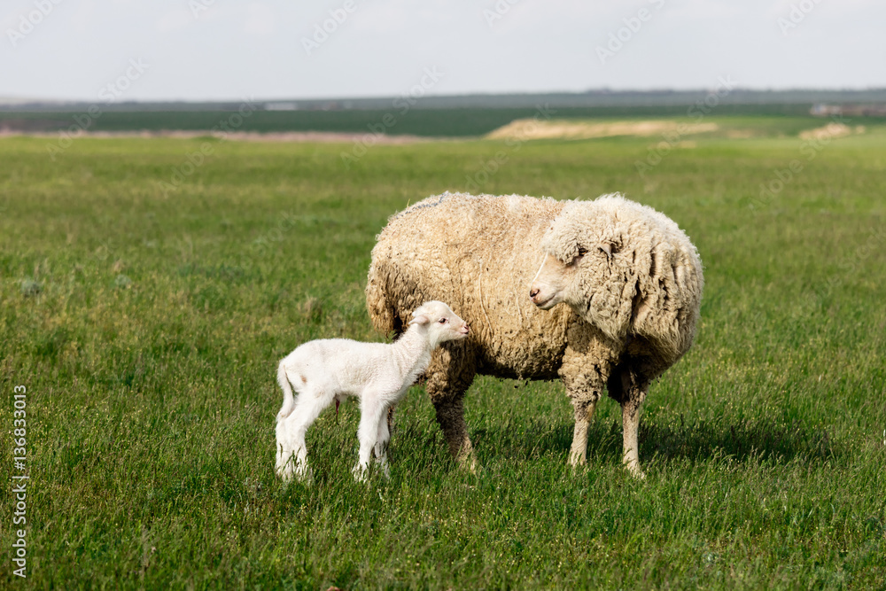 Sheep and lamb