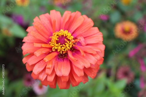 flowers in Kauai, Hawaii