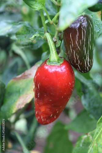 flowers in Kauai, Hawaii
