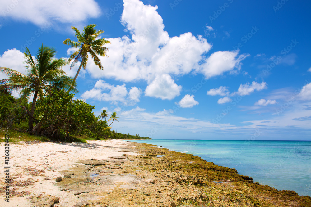 Caribbean sea and palms.