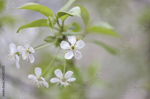  white flowers of cherry tree