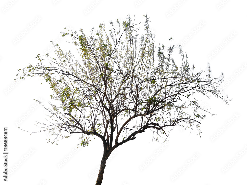 tree isolate on white background.Useful for design compositions tree isolate on white background.Useful for design compositions