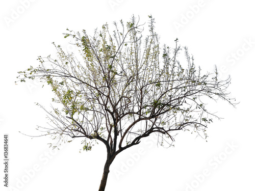 tree isolate on white background.Useful for design compositions