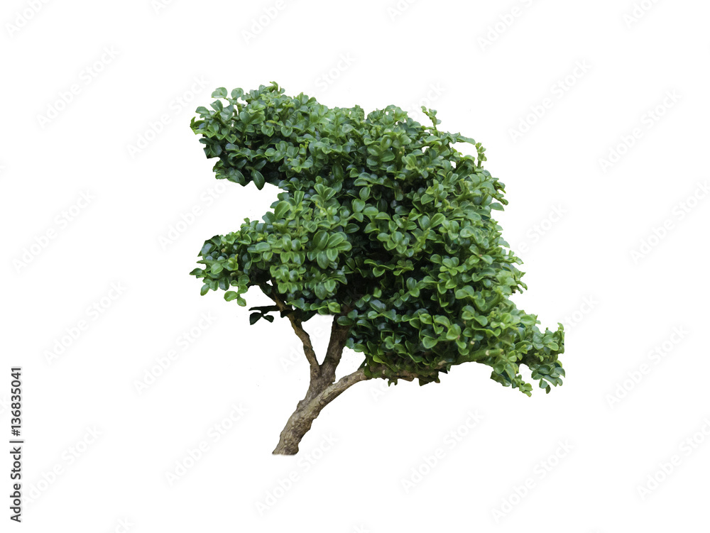 tree isolate on white background.Useful for design compositions tree isolate on white background.Useful for design compositions