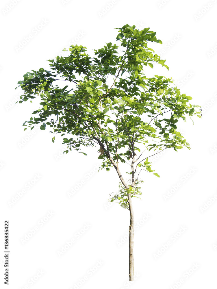 tree isolate on white background.Useful for design compositions tree isolate on white background.Useful for design compositions