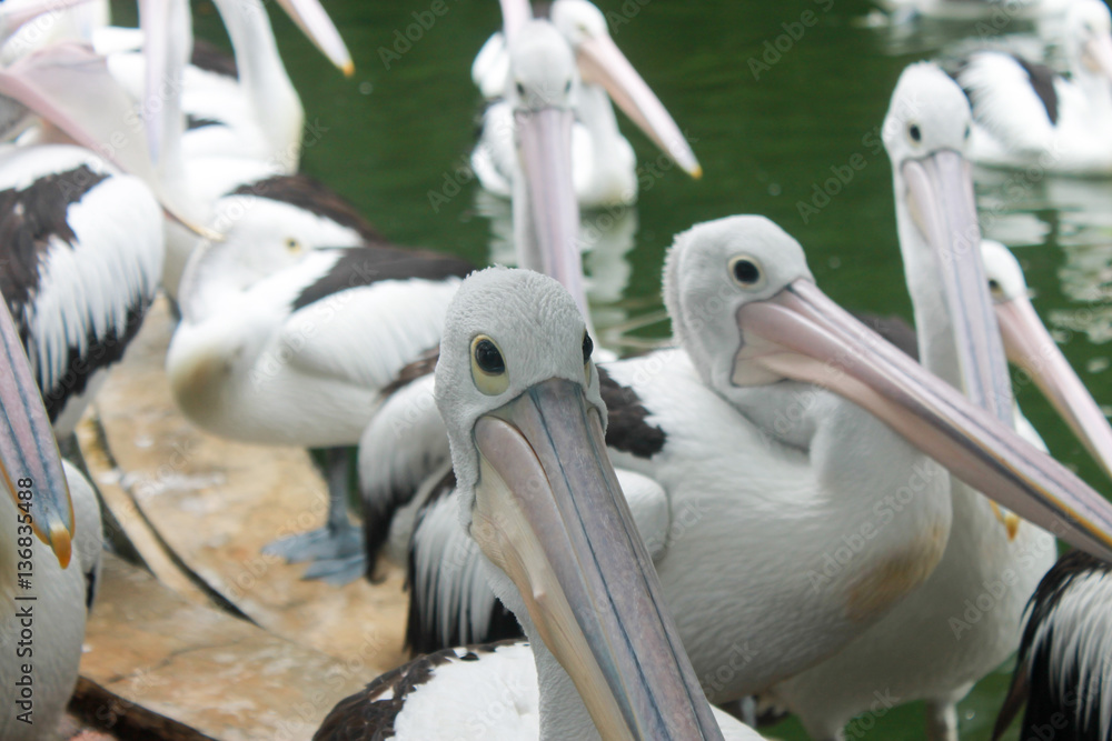 Portrait of cute white australian pelican in a lake Portrait of cute white australian pelican in a lake