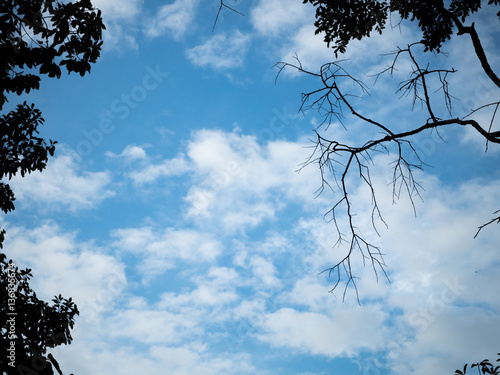 Blue sky with clonds leaves and branch.