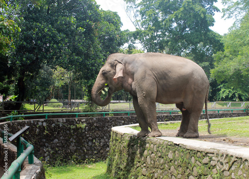 Sumatran elephant in a zoo in Jakarta, Indonesia photo