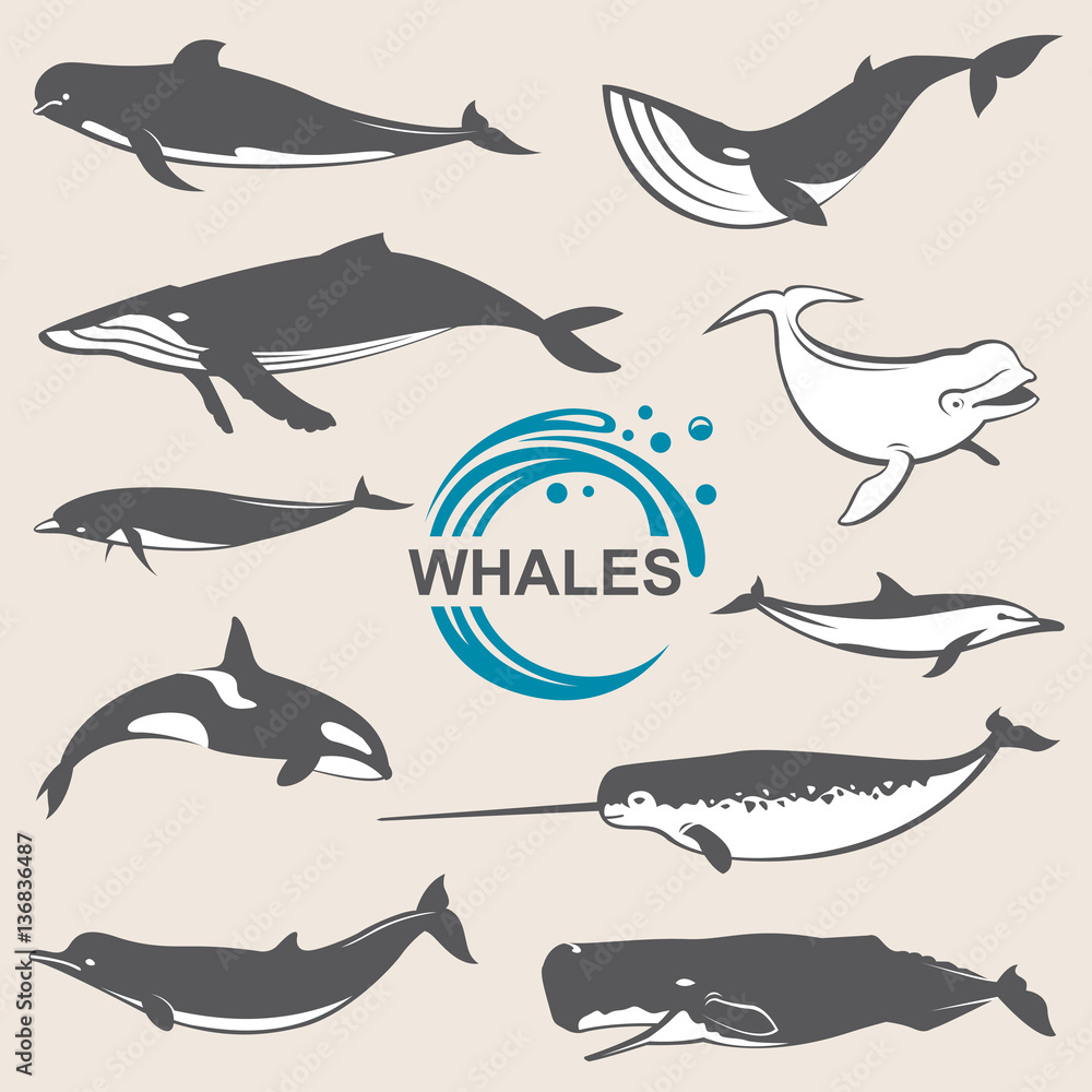 Obraz premium collection of various whales species images
