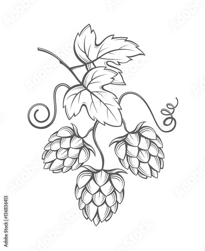 illustration of hops for brewing