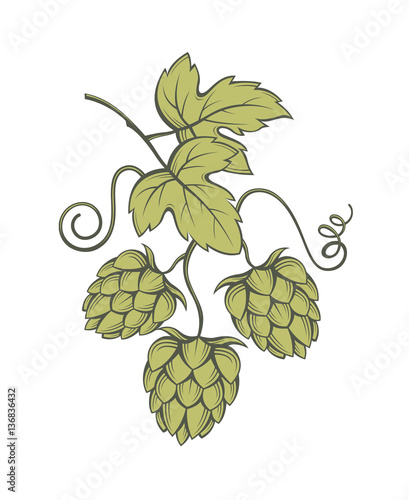 illustration of hops for brewing