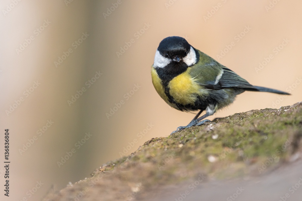 Obraz premium Bird - Great Tit (Parus major) standing on the root with orange background. Winter time.
