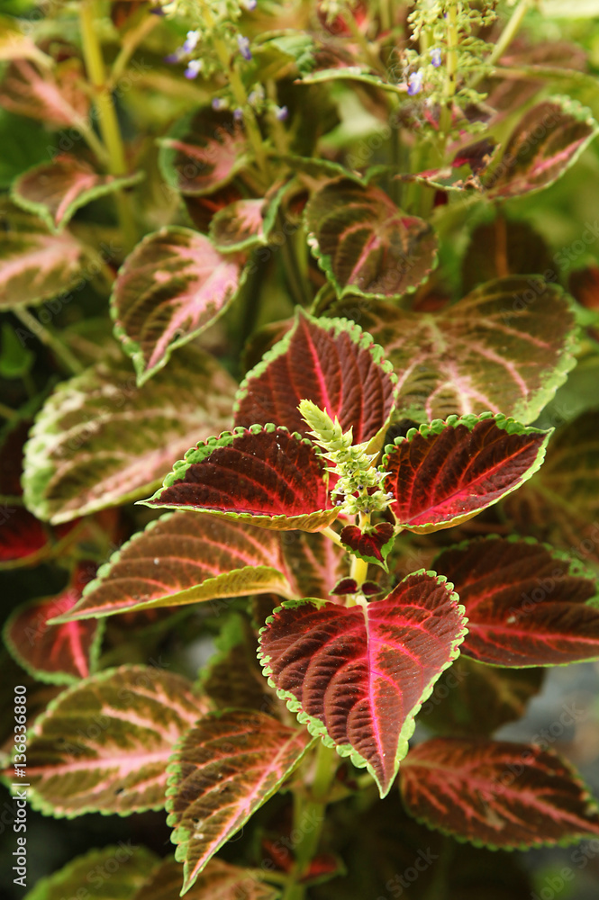 Massif de coleus Massif de coleus