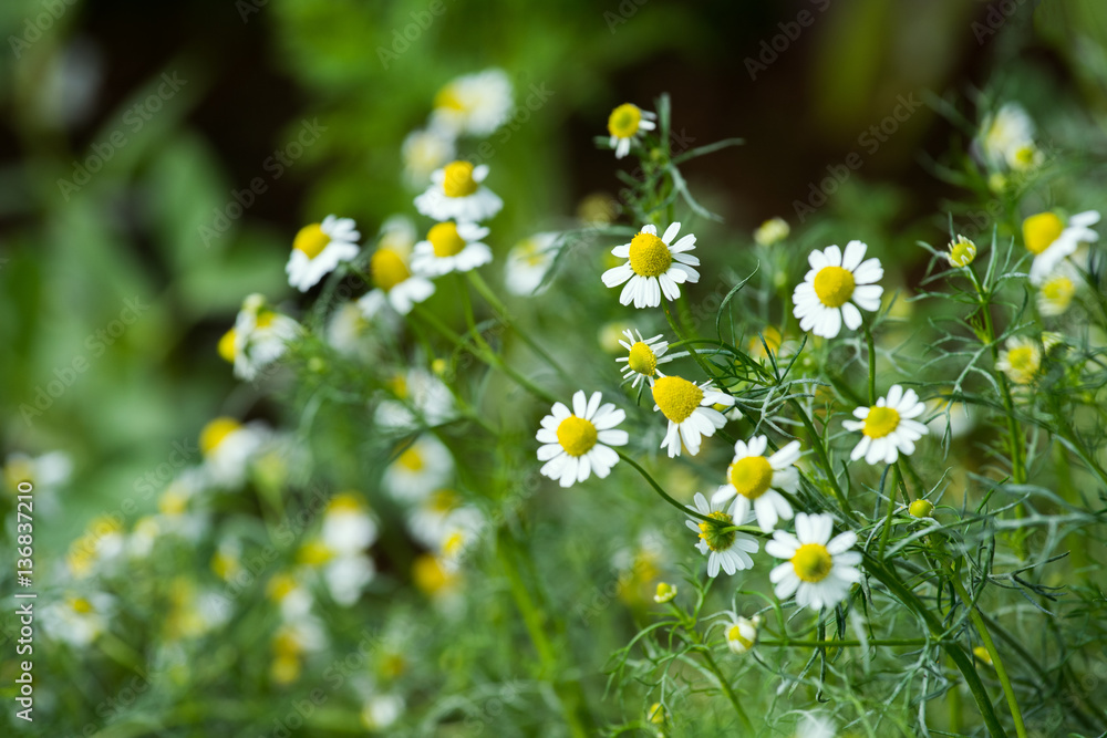 Fototapeta premium Flowering. Chamomile. Blooming chamomile field, Chamomile flowers on a meadow in summer, Selective focus