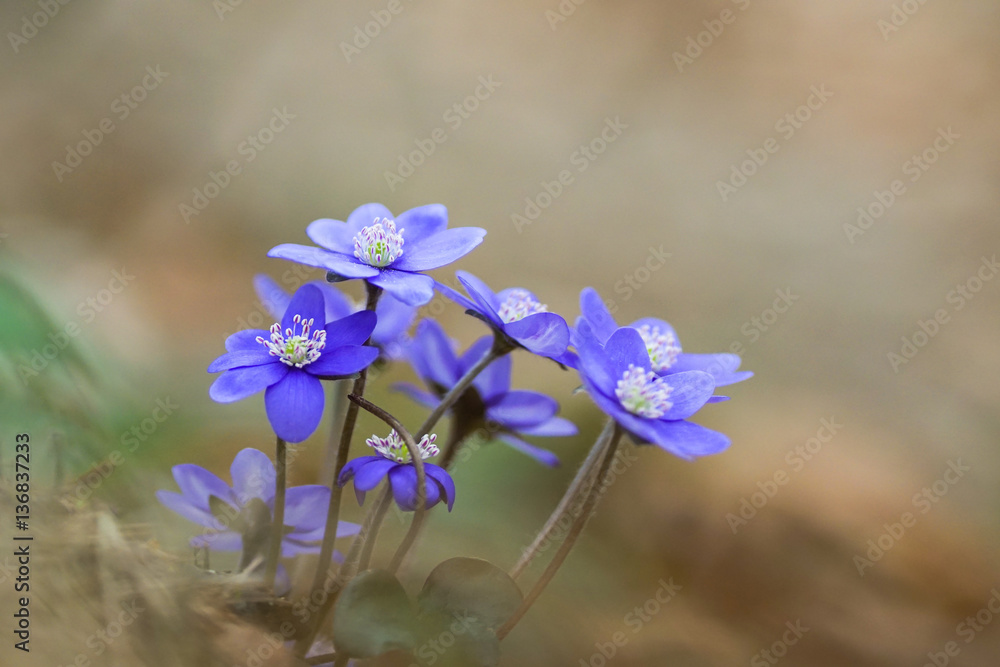 Leberblümchen