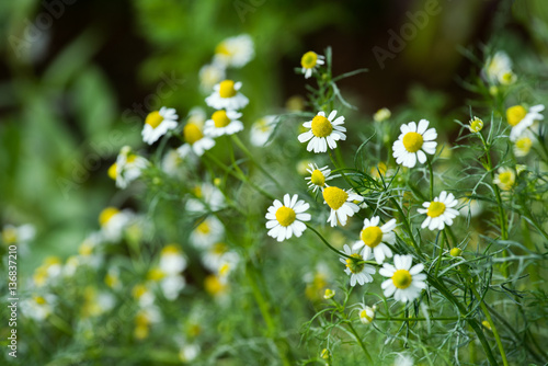Flowering. Chamomile. Blooming chamomile field  Chamomile flowers on a meadow in summer  Selective focus