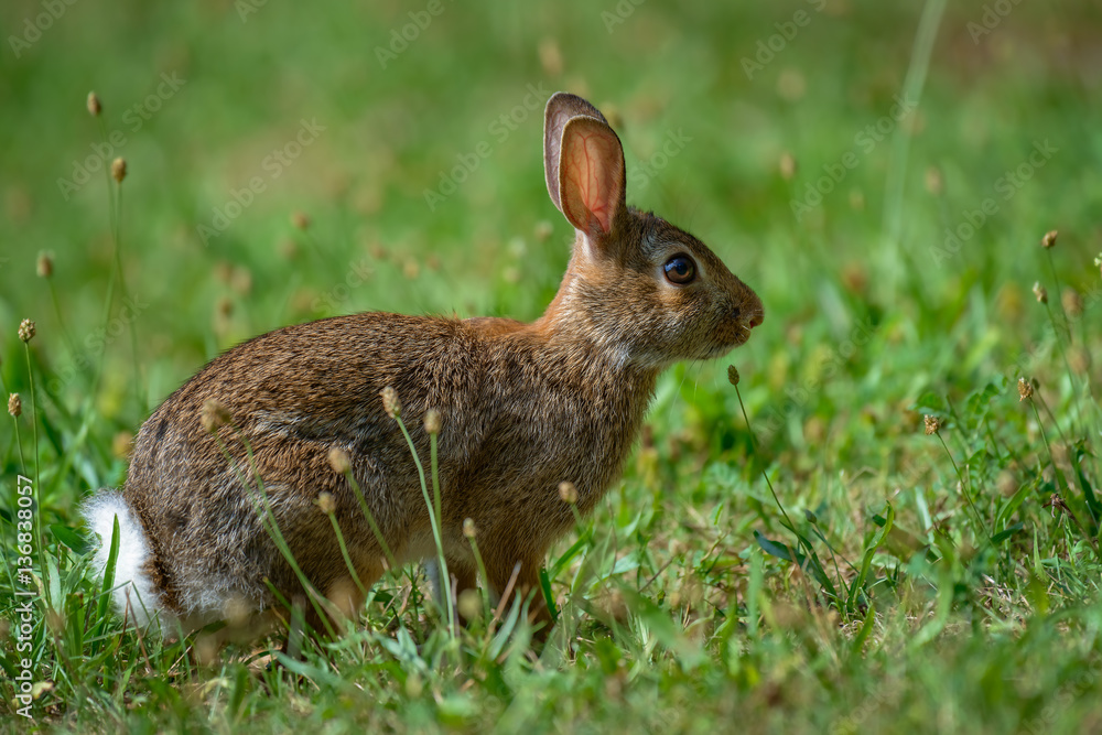 Cottontail bunny rabbit eating grass in the garden Cottontail bunny rabbit eating grass in the garden