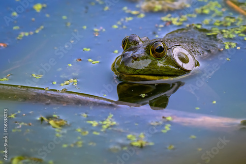 Marsh frog in the swamp