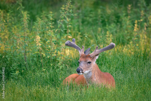 Fototapeta Naklejka Na Ścianę i Meble -  fallow deer male with big horns resting on the meadow