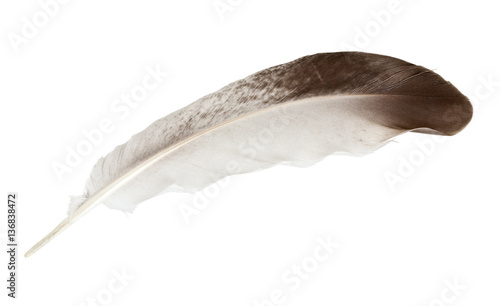 Color feather of dove, isolated on white background. Close-up.