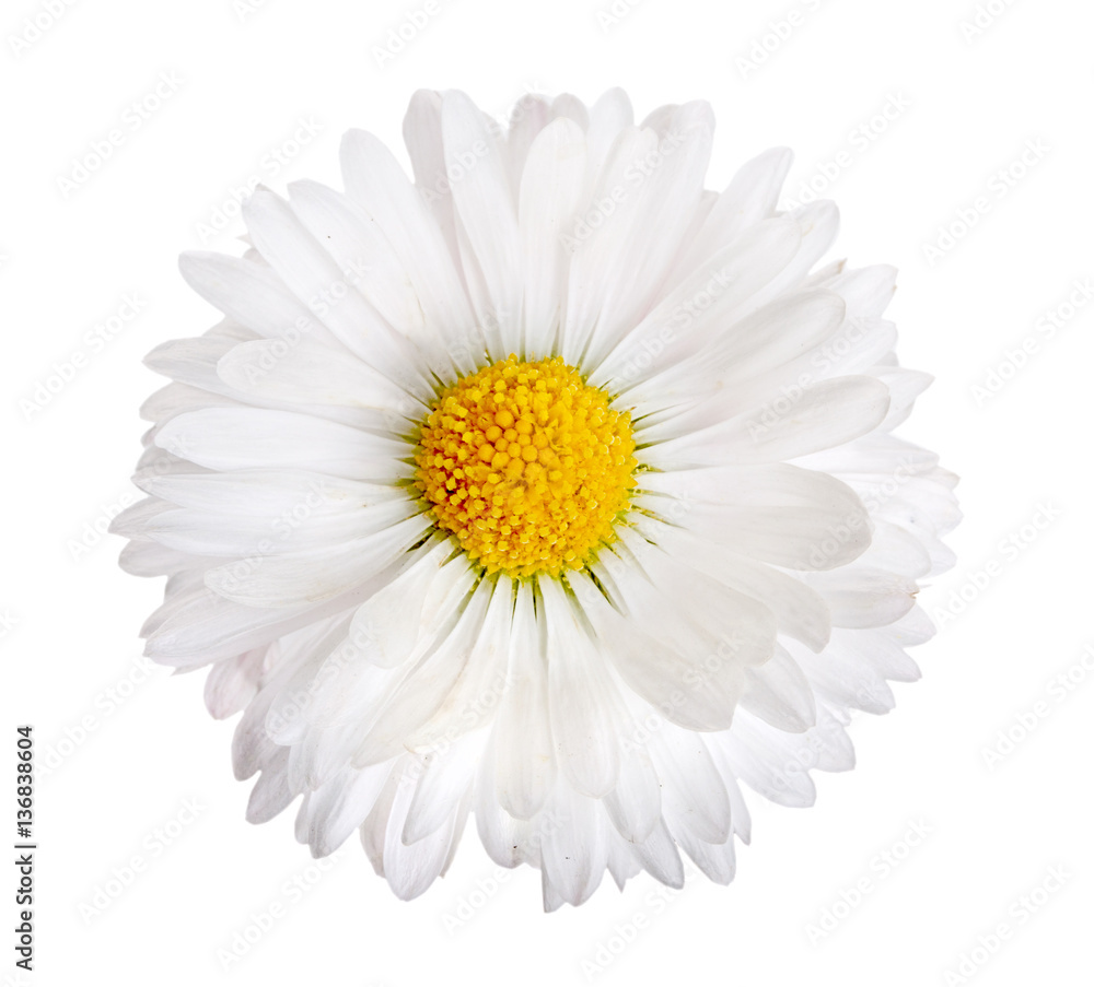Flower of white daisy isolated on a white