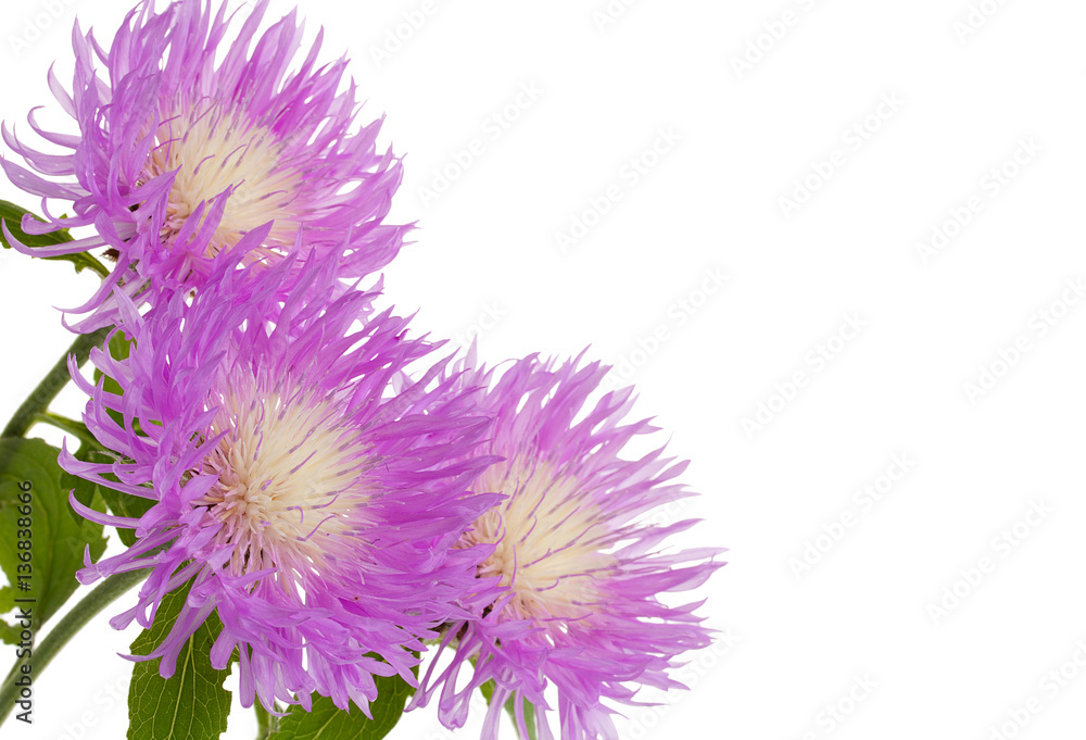 Flowers of centaurea dealbata isolated on a white, close up